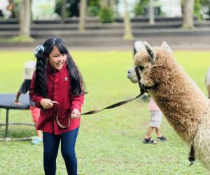 Alicia vs Alpaca
